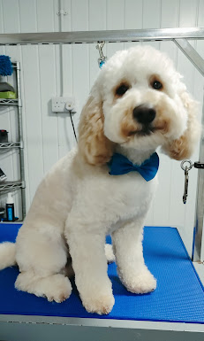 Wagz Dog Grooming business image in Belfast, Northern Ireland